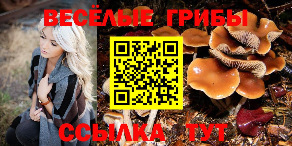 Щёкино  Псилоцибиновые грибы прущие грибы  Вход с VPN 